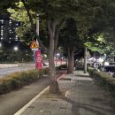 모야애견 | 2024년 10월 둘째주 기록 (밤산책, 호떡, 찬앤찬막창, 북성로우동불고기, 유촌칡냉면, 커피명가루체215...