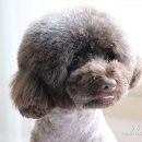 갤럭시펫 애견미용 이미지