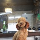 콜라네 펫살롱 이미지