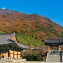 황금물결 이미지