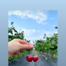 초이농장 이미지