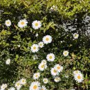 메디팜새가야약국 이미지