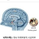 질병의 대부분은 뇌의 문제와 장의 문제로 나눠볼수 있다. 이미지