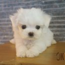 하얀강아지 이미지