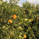 소치농장 이미지