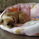 노원N동물의료센터 이미지