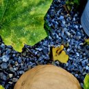 보리수하 이미지