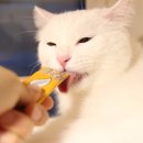 캣츠호텔 이미지