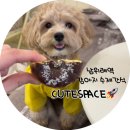 큣페이스 | 큣페이스(남위례역 카페/창곡동 애견동반카페/강아지 수제간식)