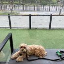 안산 센트럴 동물병원 | 안산 초지동 온담 동물병원 방문 후기 : 땅콩이 강아지 알러지 진단받고 왔어요