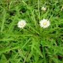 민들레농장 이미지