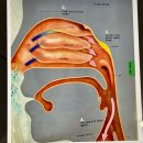 순환 | 스스로 치유하는 호흡법, 브레핏 복부순환 관리 후기 숨드에스테틱