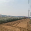 [다육농원/용인다육] 용인 다육농원 '별난다육'에서 국민다육 구매하고 핸드폰 잃어버리기...★