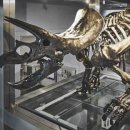 프로토케라톱스 이미지