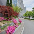 코아루 A 이미지