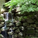 무등산버섯 이미지