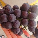 자옥농장 | 매년 찾는 입장 ‘재우네농장’ 자옥포도! 올해는 더 달다. 포도 효능까지!