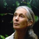 작은도서관버드나무에부는바람 | 영장류학자 제인 구달이 추천하는 24권의 책 (Jane Goodall)