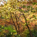 마지막 단풍구경 이미지