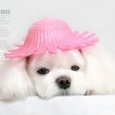 덕수네 애견 이미지