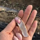 (주)봉쥬르마켓