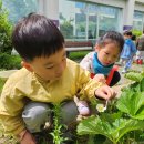 [🌳아름드리숲반] 이번주 놀이~놀이~(식품첨가물, 텃밭, 뮤지컬, 햇님놀이터) 이미지