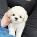 펫토이동물병원 | 강동구에서 토이푸들 무료분양 받을 수 있는 곳은?