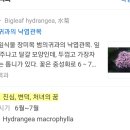 로즈데이플라워