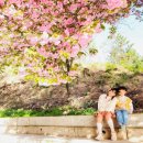 늘 푸른 나무 | 창원 늘푸른전당 겹벚꽃 인생샷 명소 🌸 사진 잘 나오는 곳! 늘푸른전당 겹벚꽃 후기 봄 마지막 꽃놀이 장소