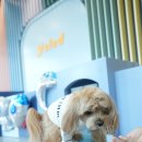 옐레드 애견유치원 & 애견호텔 대전노은점 이미지