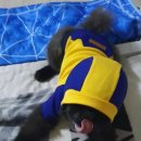 뽀글뽀글 반려견 유치원&호텔 이미지