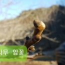 충청도4호 이미지