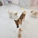 경기도 수원시 장안구 조원로50번길 이미지