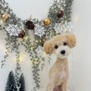 플라이봉 이미지