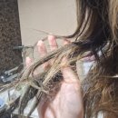 주식회사 늘바른 | 루체스터 극손상트리트먼트 사용 후기 ✨셀프 헤어클리닉으로 머릿결 살리기!