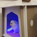 반려견 셀프미용 이미지