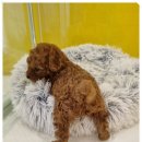 플랜멍 강아지분양 포항점 이미지