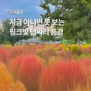 노곡동 쌈지공원(노곡교 옆) | 대구 근교 가볼만한곳 가을 여행 꽃축제 하중도 금호꽃섬 댑싸리