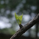 대추나무 이미지