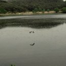 도천리 공룡 발자국 이미지