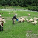 채림목장 이미지