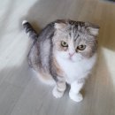 고양이카페38.5 이미지