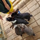 선기러기농장 | 일산 찬우물 체험농장 아이와 함께 가볼곳