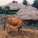 장화리 시골집 이미지