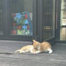 클레리아 이미지