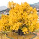 수곡용계로(길안면) 이미지