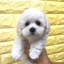 아이펫샵 이미지