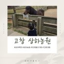 성인한글교실 | 고창 상하농원 목장 농원 18개월 아기랑 입장료 먹이주기 체험 유모차 수유실 정보 후기