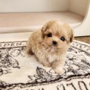 켄넬203 말티푸분양, 미니비숑분양 | 파주강아지분양 이후 식단 관리의 핵심 원칙