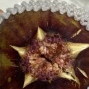 탁이농장 | [남도의 식탁] 생 무화과, 택배 배송/내년에도 여기서 주문예정임/내돈내산/솔직후기